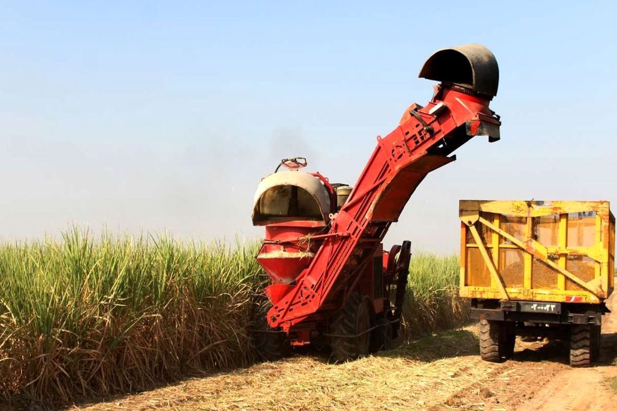 کشت و صنعت نیشکر امیرکبیر