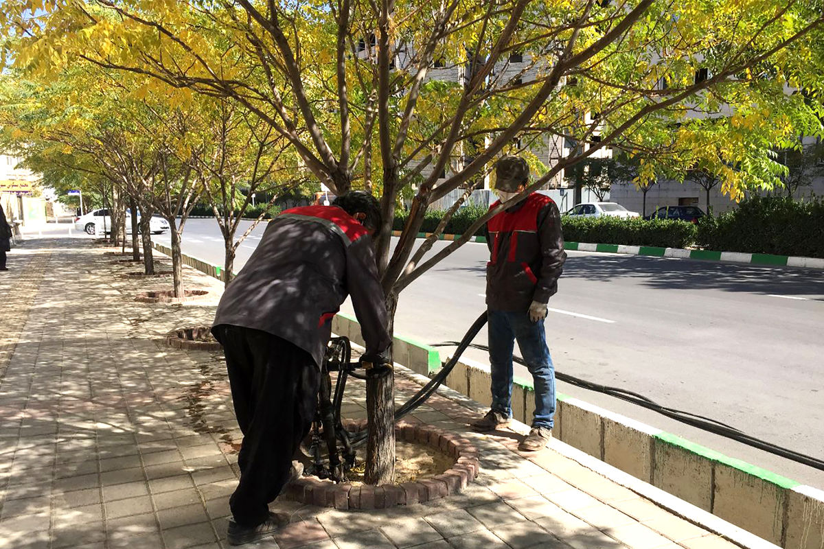 درخت تیمار شده  فضای سبز مشهد 