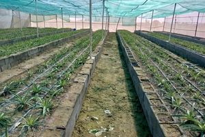 کشت ۵ هزار بوته آناناس در زرآباد 