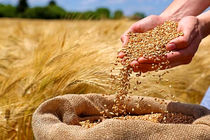 استفاده از بذور اصلاح شده موجب افزایش درآمد گندم‌کاران و کیفیت نان می‌شود