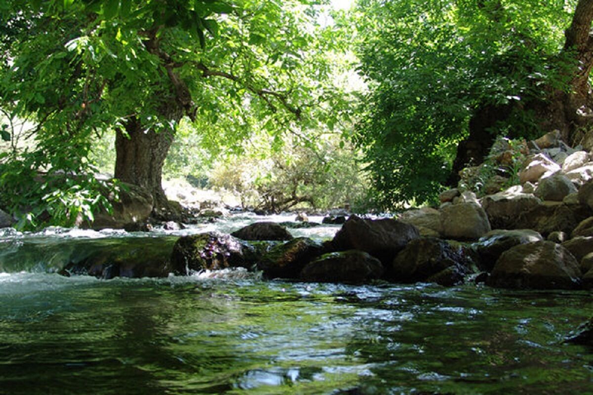 درخت گردو الشتر