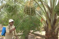 ردیابی آفت قرنطینه ای سرخرطومی حنای خرما در هرمزگان نیاز به اعتبار دارد