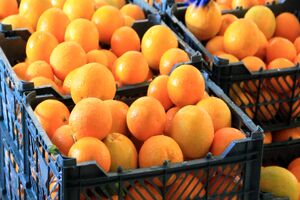 توزیع میوه شب عید در هرمزگان از 26 اسفند 