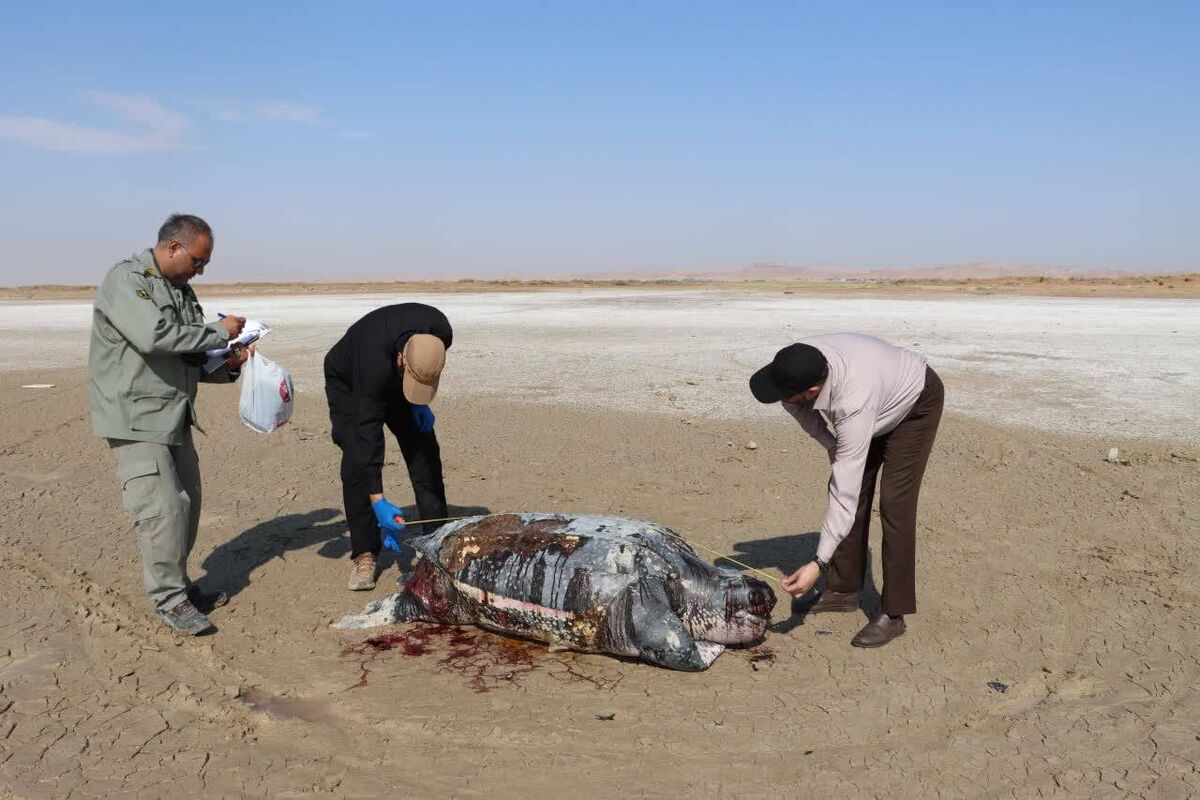 محیط زیست 