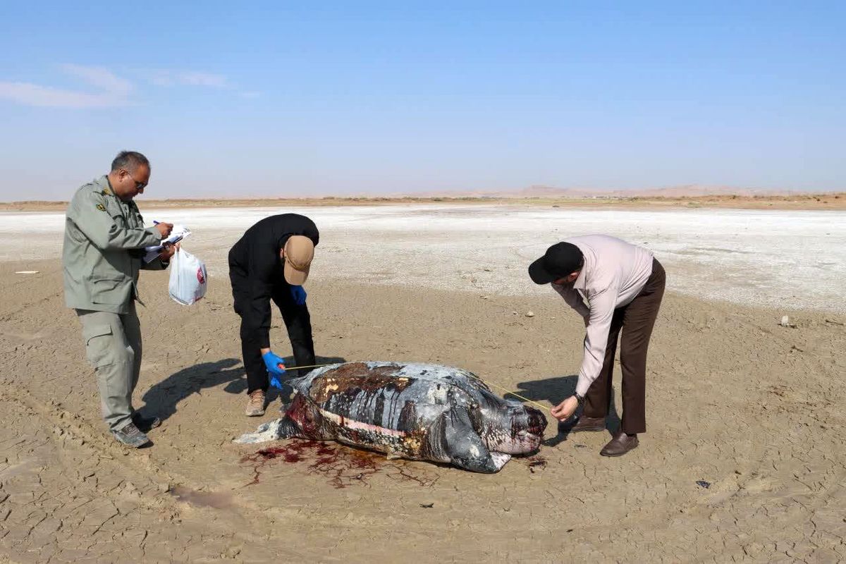 محیط زیست 