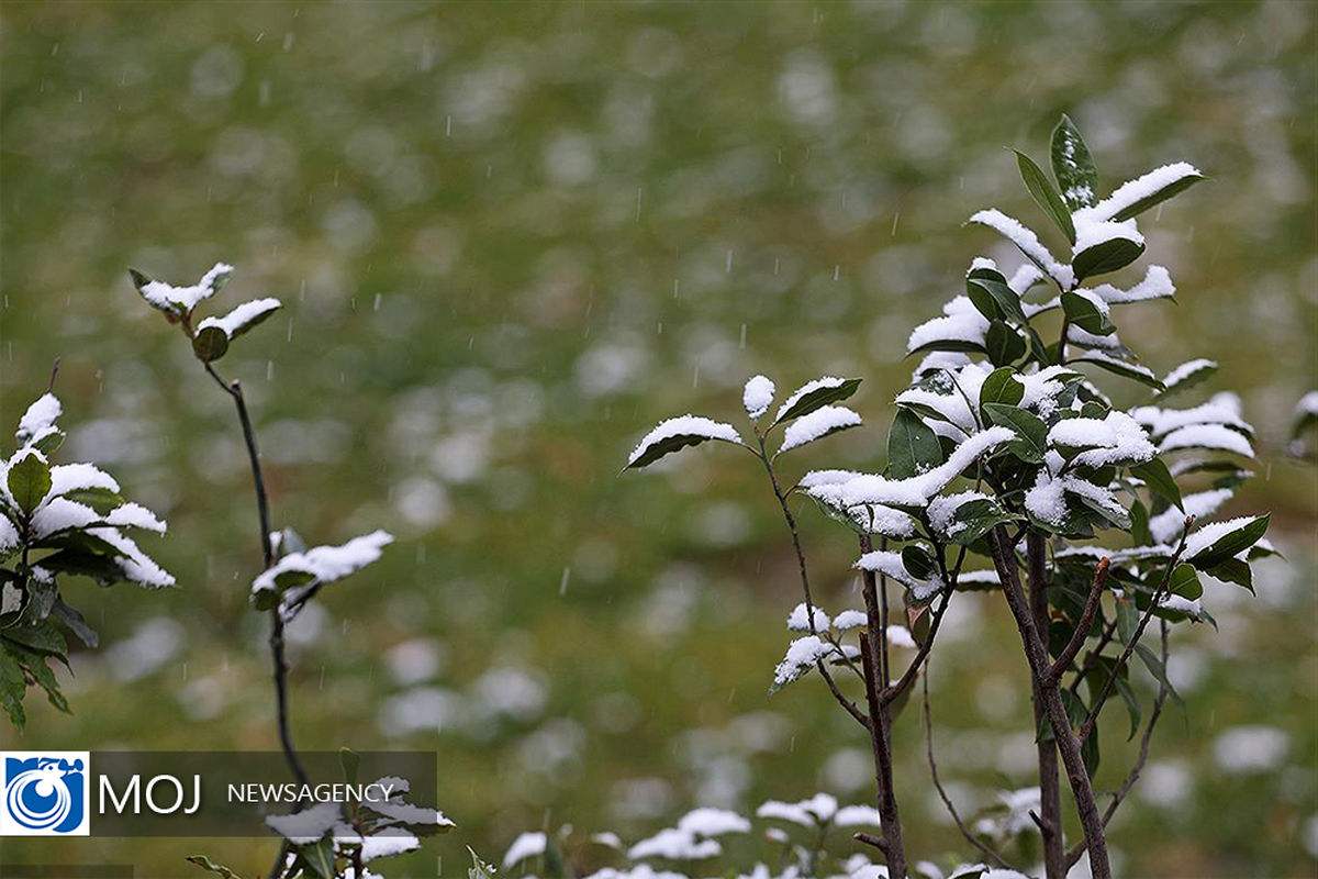 بارش برف در تهران