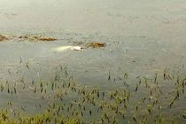 جسد پیرمرد 70 ساله در استخر روستای پیرهرات تالش پیدا شد