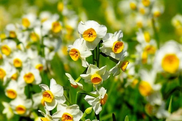 عطر دلنشین نرگس فارس در کشور ماندگار شد