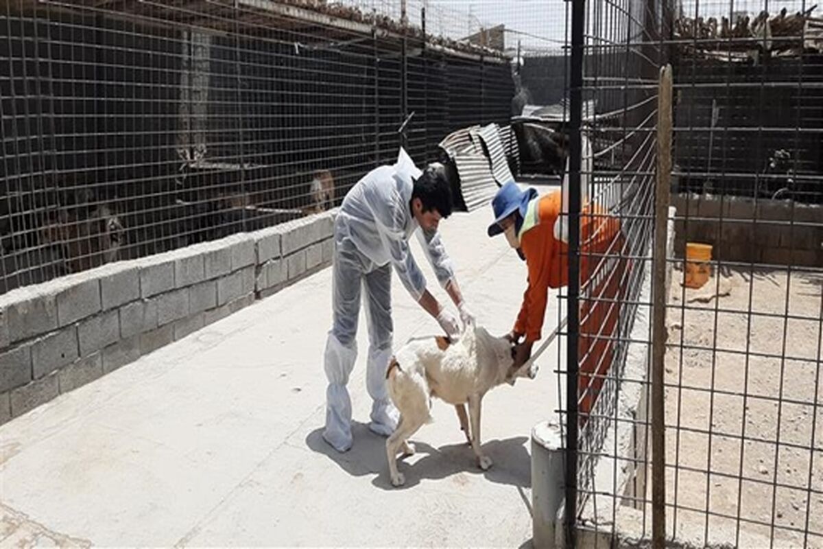 واکسیناسیون سگ