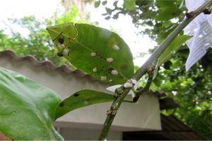 6 هزار و 300 عدد سوسک کریپتالاموس در باغات بهشهر رها سازی شد