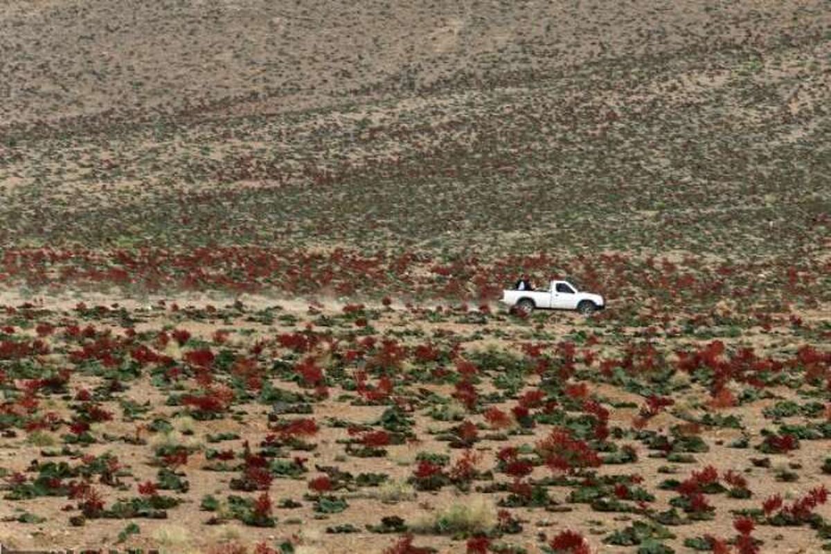 ریواس