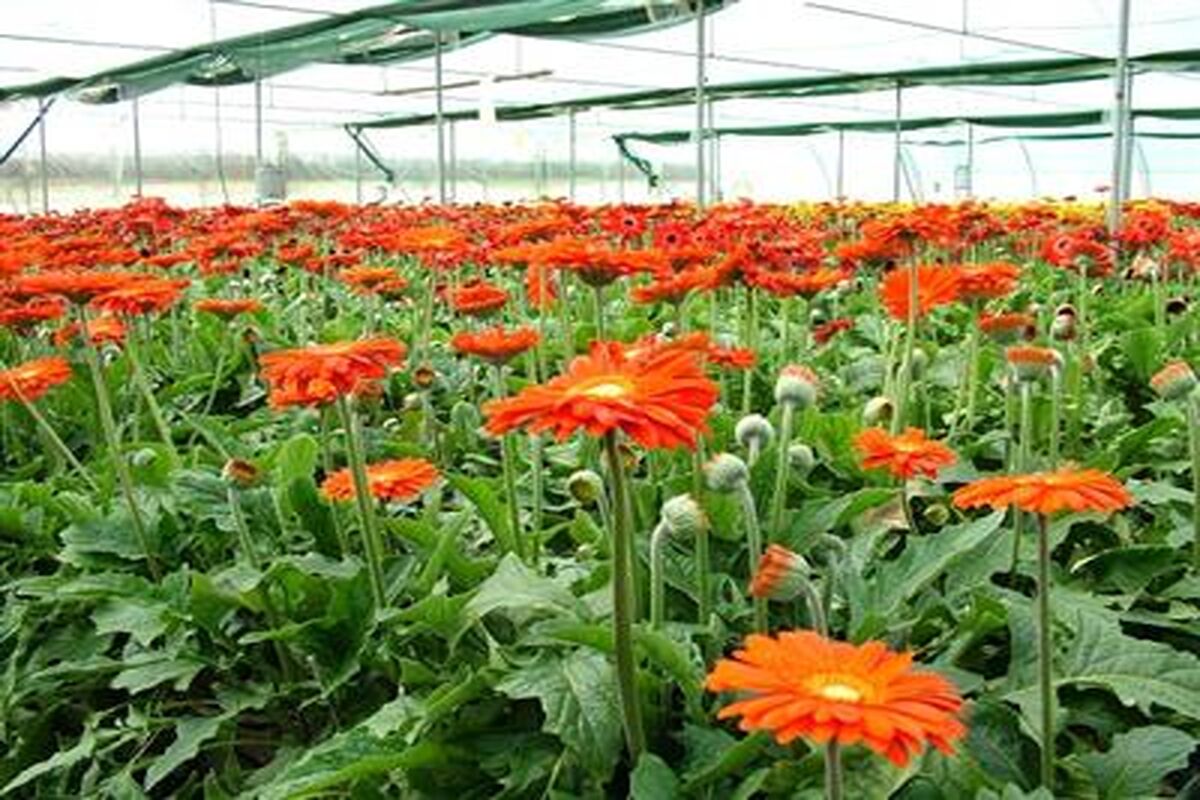 صادرات گل در کرمانشاه