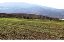 جهش تولید در 8500 هکتار دیمزار بهشهر