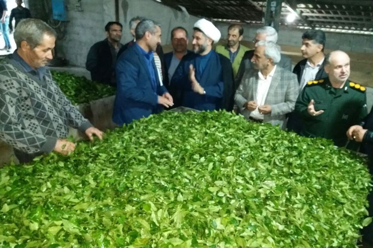 سازمان چای کشور