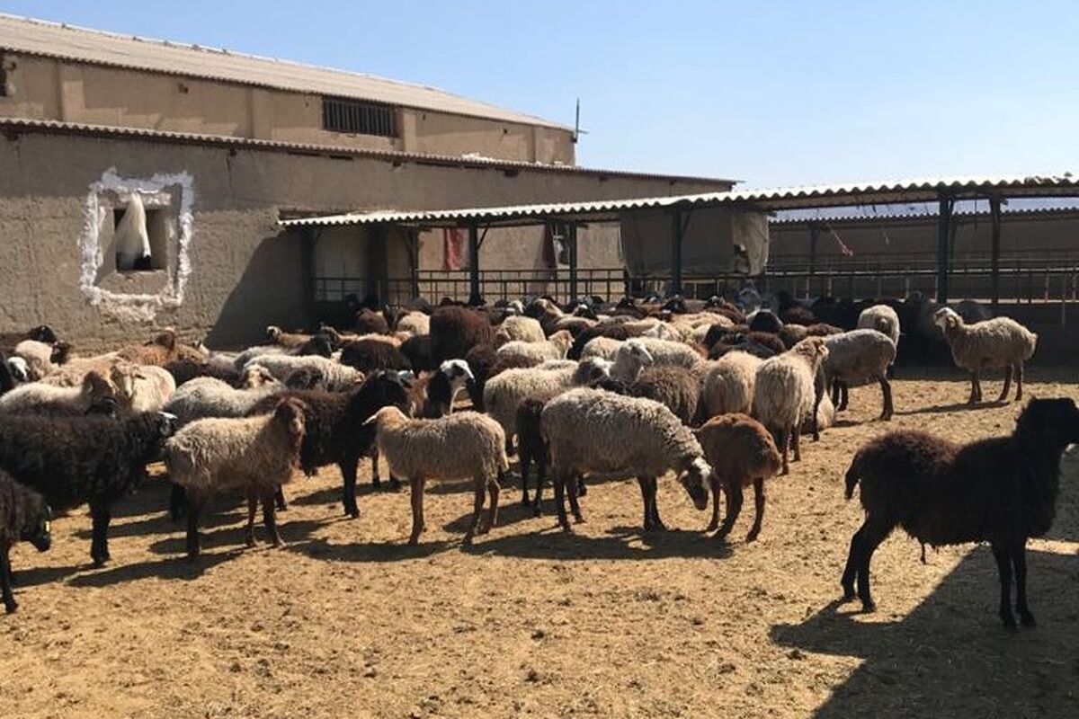 دادمداری قزوین