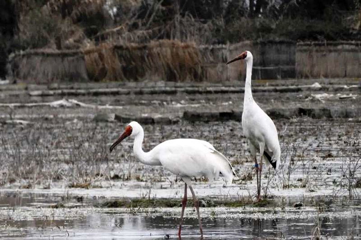 مهاجرت درنای سیبری