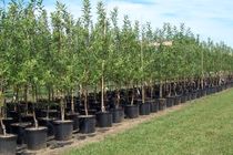 توزیع بیش از ۲۰۰هزار اصله نهال در استان اصفهان آغاز شد