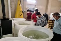 اشتغال بالغ بر سه هزار نفر با تولید۵۰ هزار تن ماهی در دریا