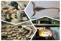 گونه جدید عقرب "همی اسکورپیوس" کشف و معرفی شد