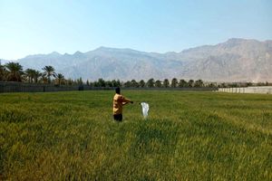 افزایش سطح مبارزه با آفت سن غلات در فارس