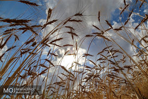  ۱۶۴ هزار تن گندم از ابتدای سال در سیلوهای خراسان رضوی ذخیره‌سازی شد