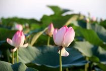 چهارمین جشنواره گلدهی لاله های تالابی در بندرانزلی برگزار شد