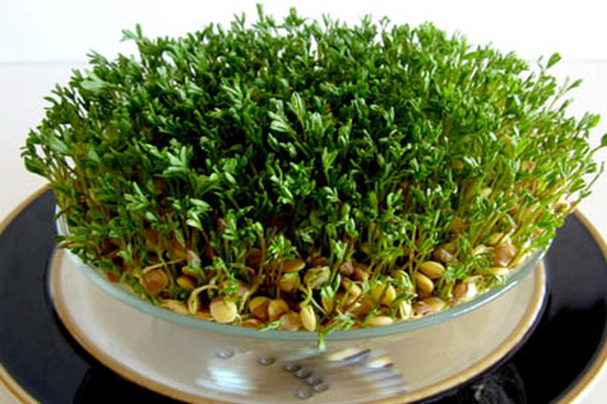 اصفهان- سبزه