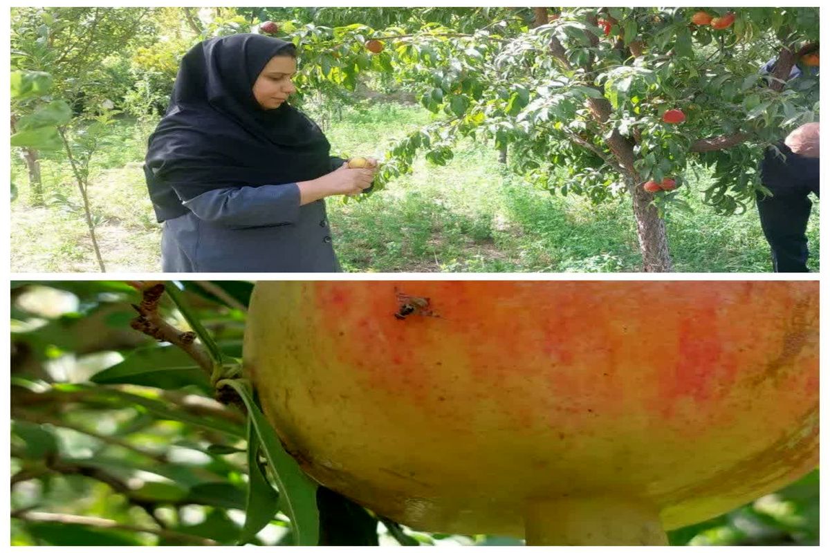 مگس مدیترانه ای