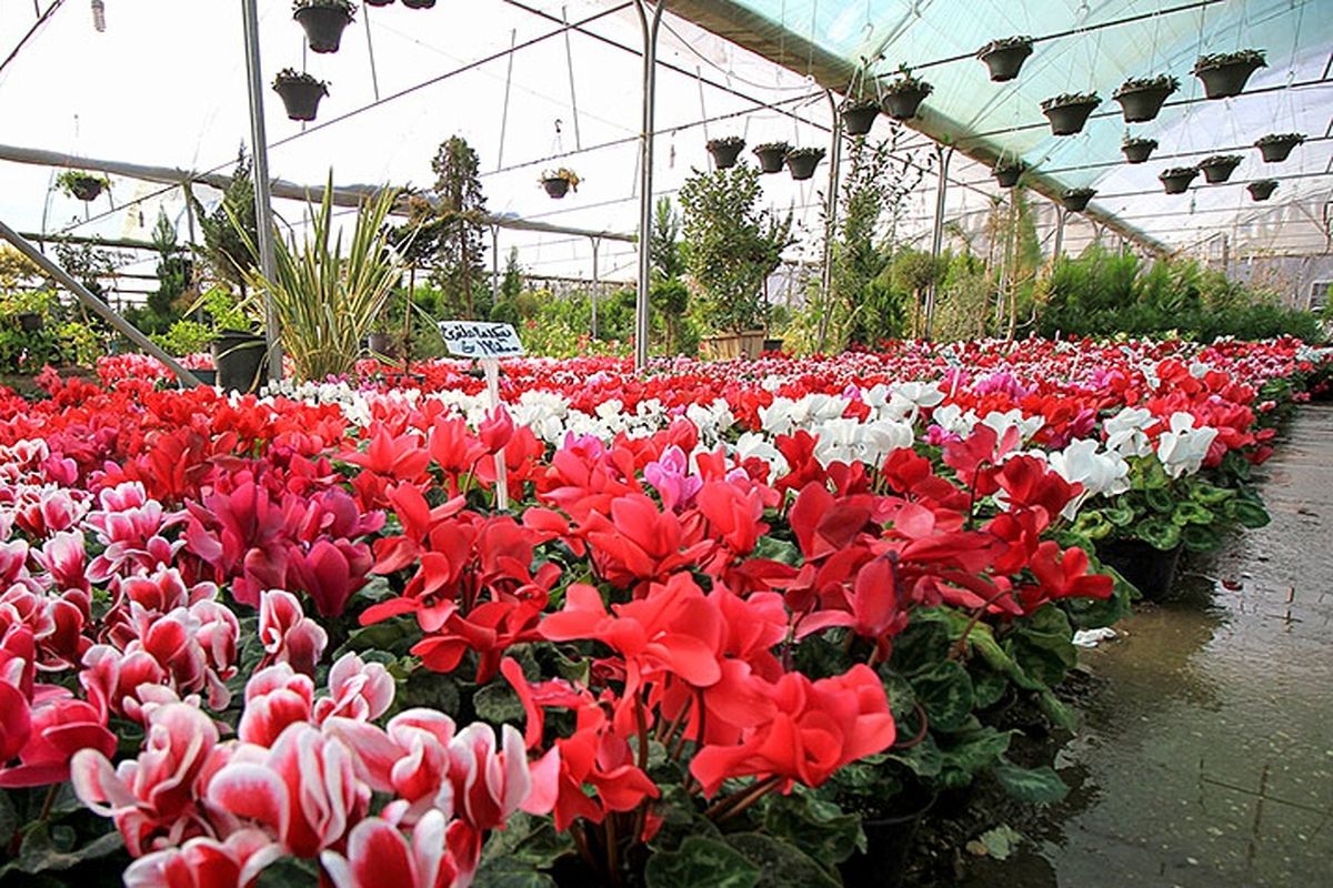 اصفهان- گل و گیاه