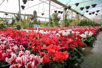 ۳۰شهریورماه  آخرین مهلت ارسال آثار جشنواره عکس گل و گیاه در اصفهان