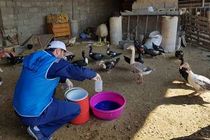 طرح ۶۰ روزه واکسیناسیون طیور روستایی خوزستان برای پیشگیری از نیوکاسل آغاز شد