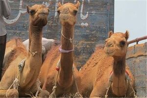 10 نفر شتر قاچاق در نایین کشف شد