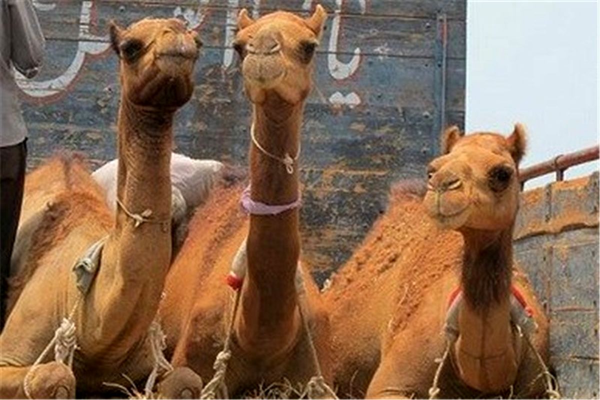 اصفهان- قاچاق شتر