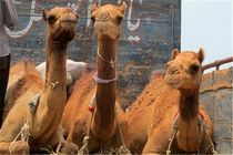 10 نفر شتر قاچاق در نایین کشف شد