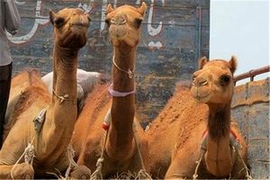 10 نفر شتر قاچاق در نایین کشف شد