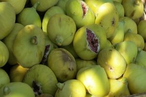 دهمین جشنواره شکرانه انجیر در گلوگاه برگزار می‌شود