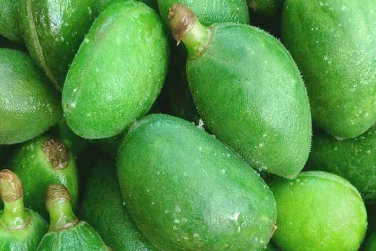 خواص چغاله بادام