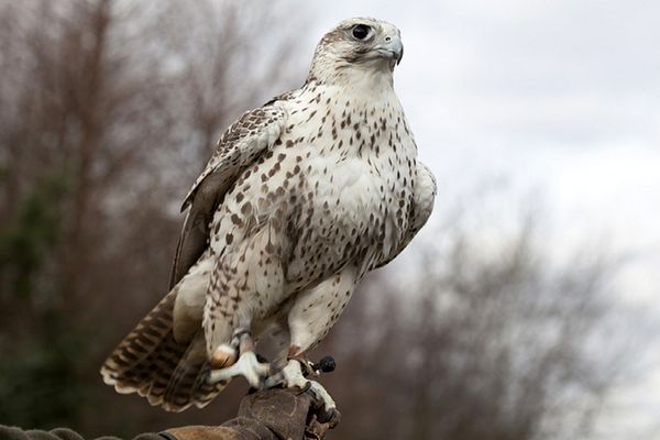 رهاسازی دو فرد بالابان در چهارمحال و بختیاری