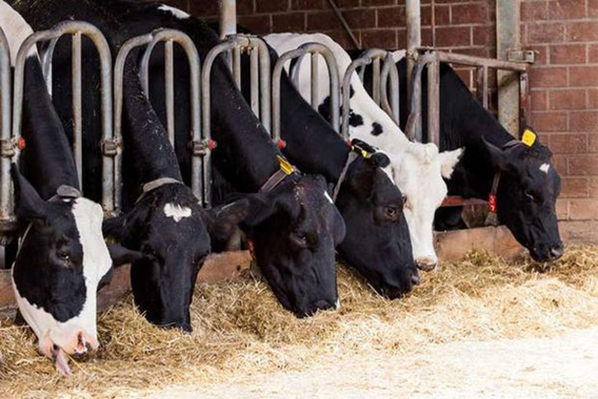 نهاده های دامی