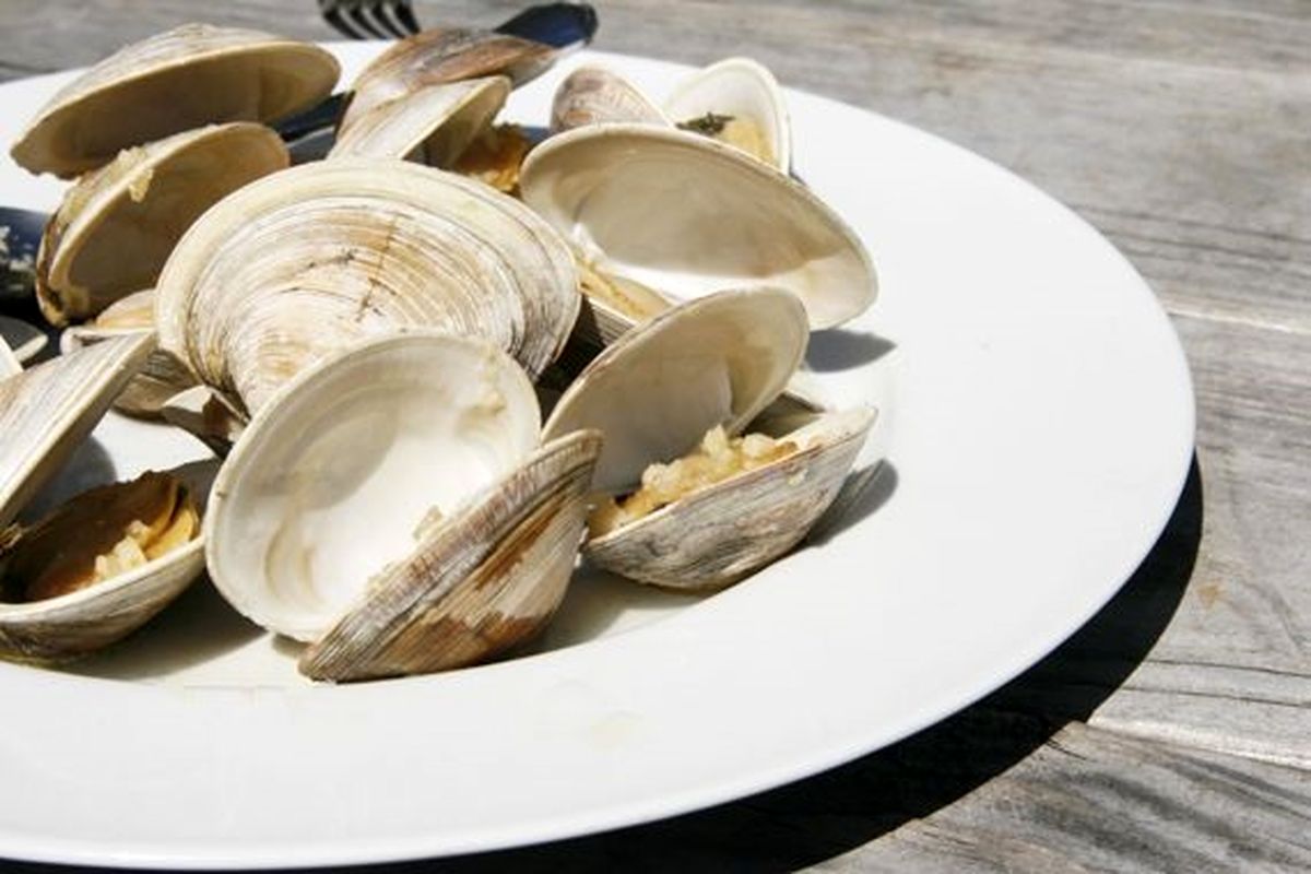 صدف خوراکی پرورشی