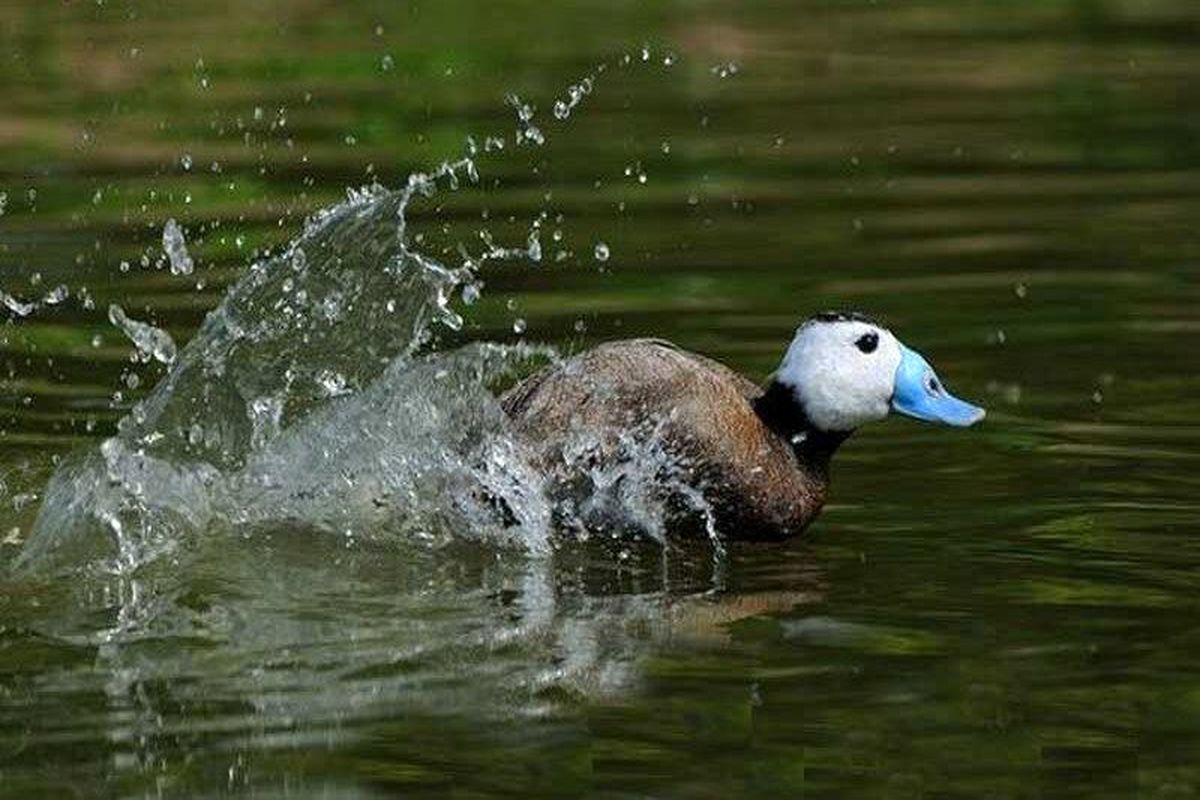 اردک سر سفید