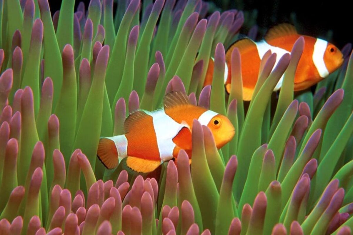 v058eSzP0KIh