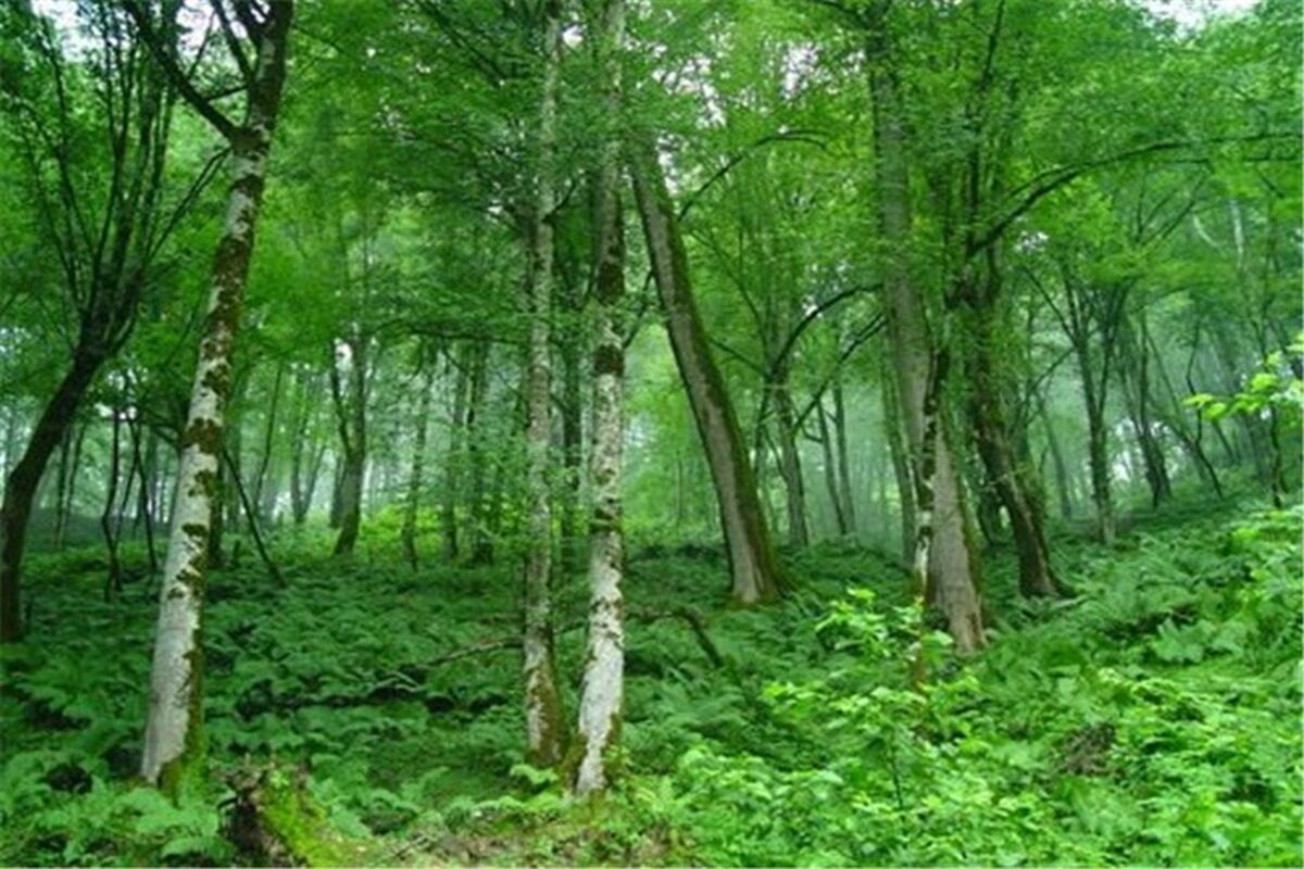 مدیرکل منابع طبیعی گلستان