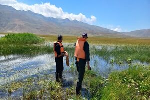 بهبود وضعیت زیستی دریاچه نئور؛ تراکم و تولیدمثل گاماروس افزایش یافت