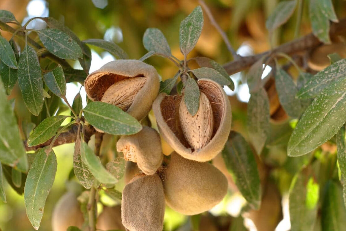 بادام