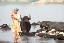 ساخت استخر برای گاومیش‌های خوزستان جهت مقابله با کم آبی