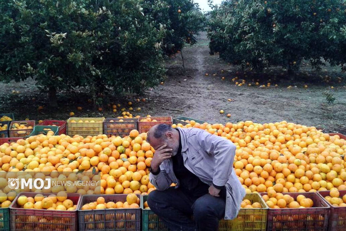 دلالل میوه در خرم آباد