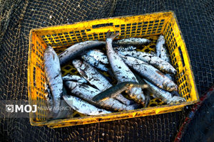 فصل برداشت ماهیان گرمابی در مزارع پرورشی استان خوزستان آغاز شد