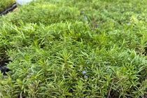 جذب سرمایه‌گذار برای ایجاد بارانداز گیاهان دارویی در هرمزگان در حال پیگیری است