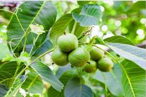 خرید بهترین نهال گردو در مناطق کوهستانی